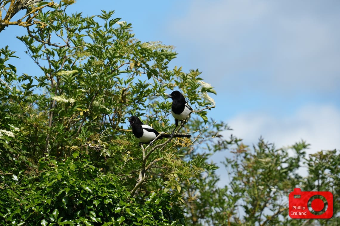 Magpies