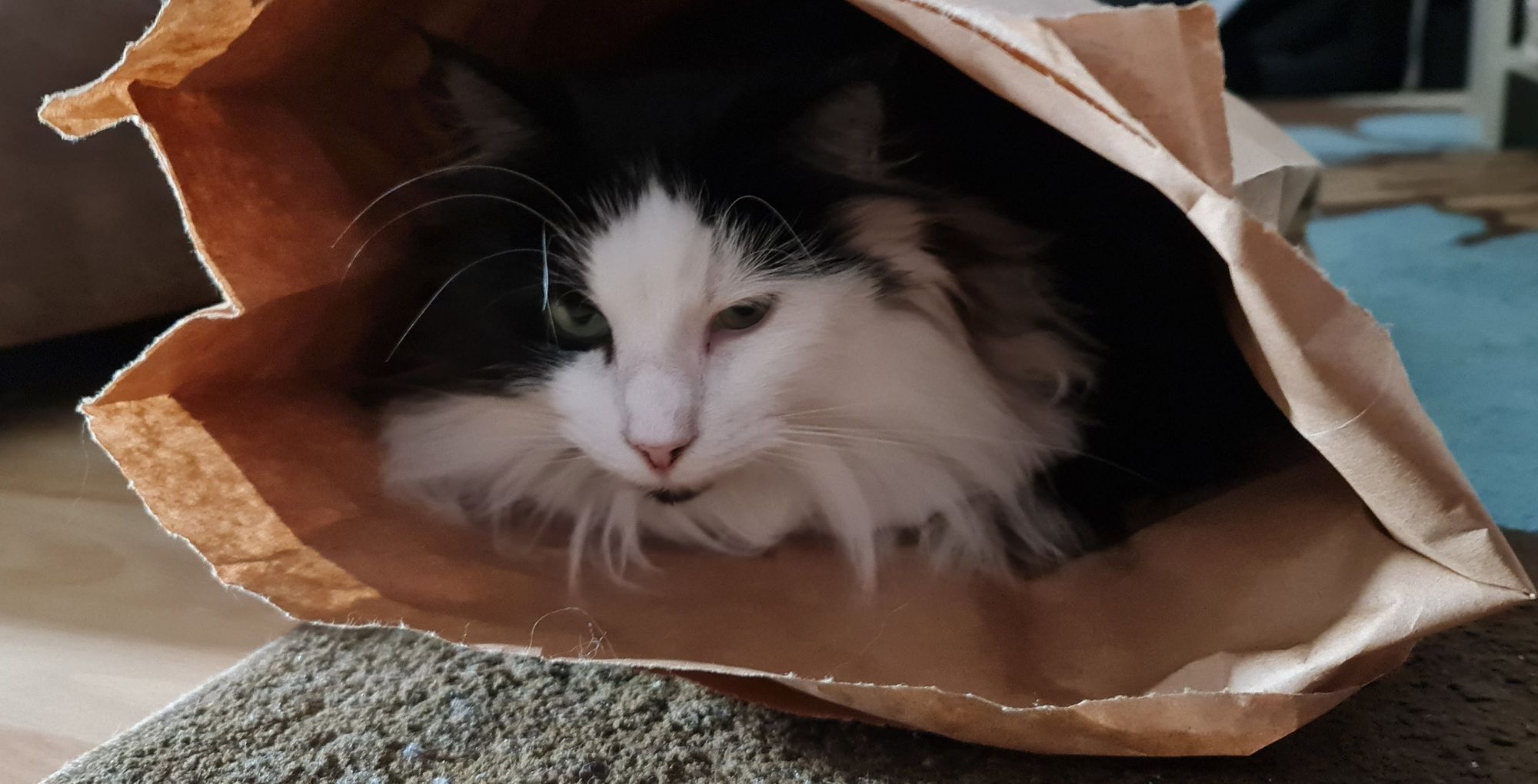 Cat Bag