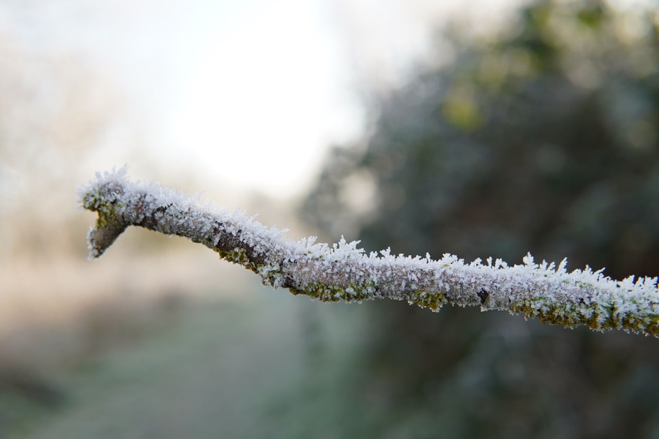 Ice Plants