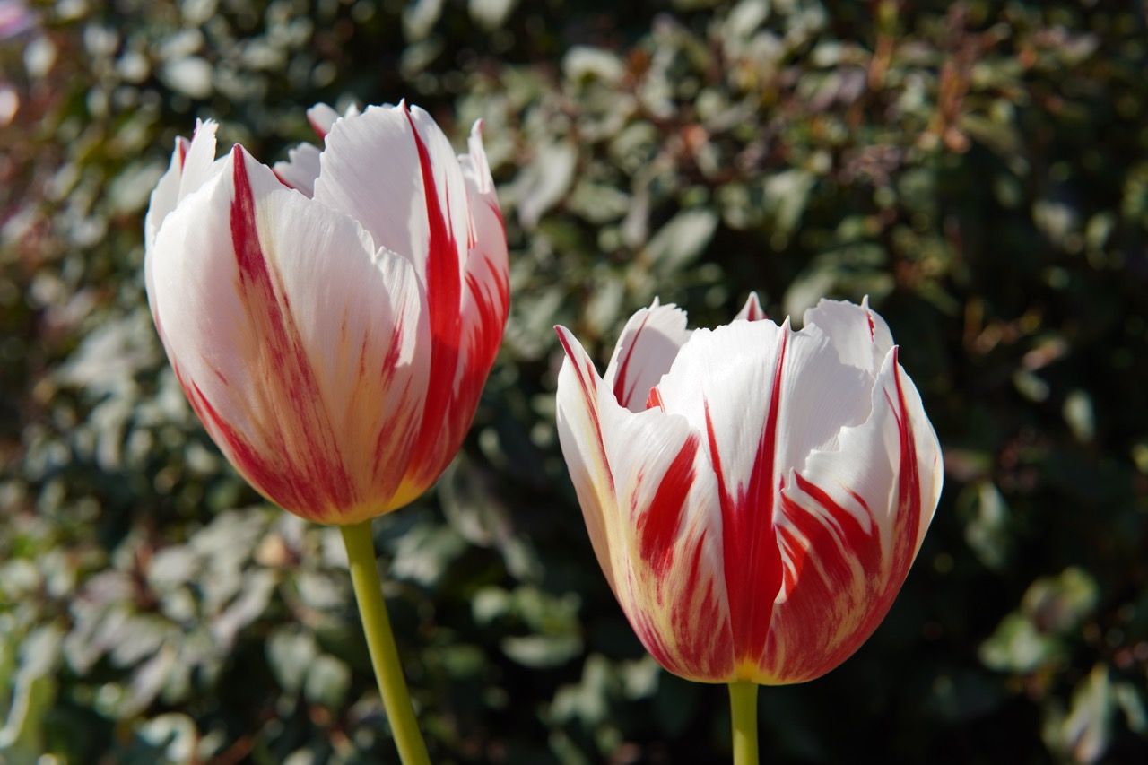 Tulips