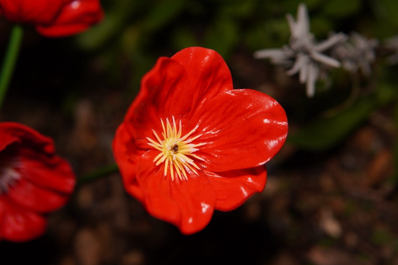 Flowers at Night