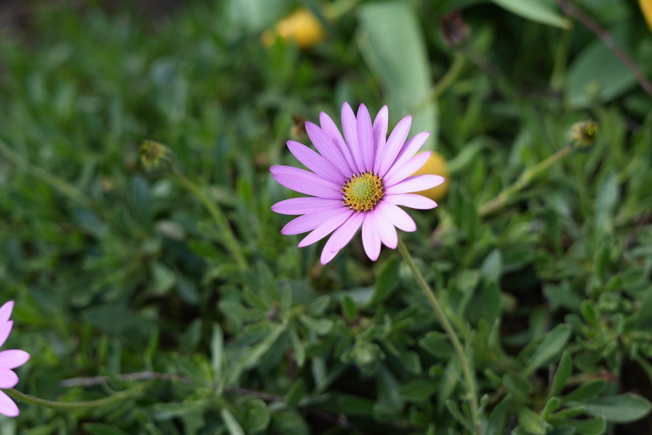 Flower Time