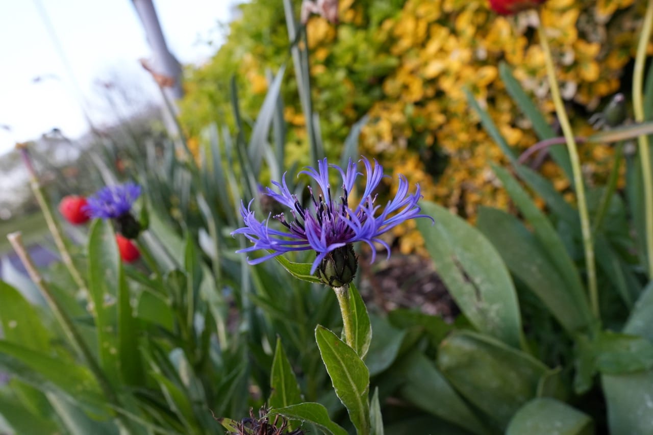 Roundabout Flowers