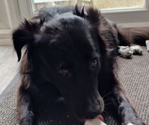 Chewy