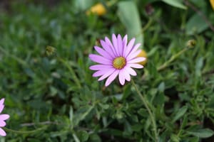 Flower Time