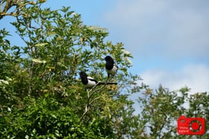 Magpies
