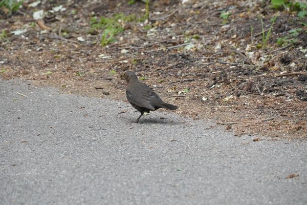 RSPB Sandy