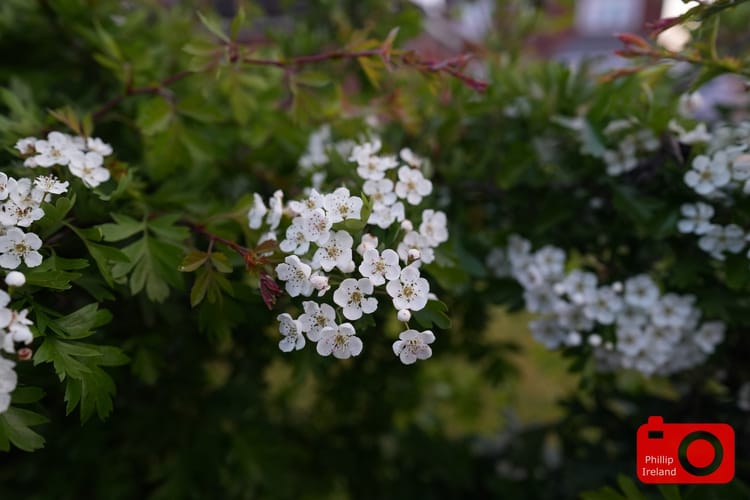 Flower Power