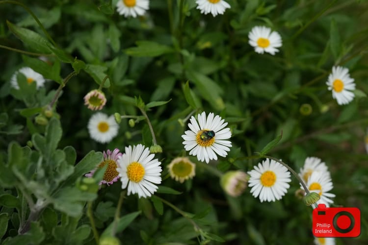 Duck Flowers
