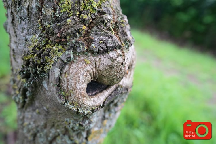 Marston Forest