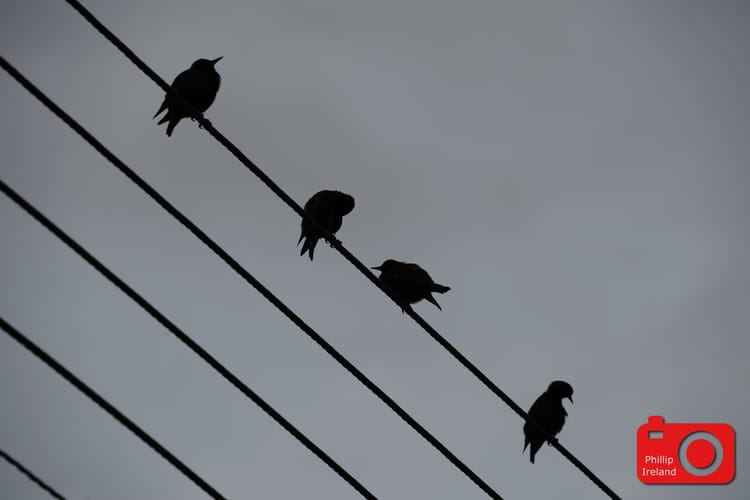 Wire Birds