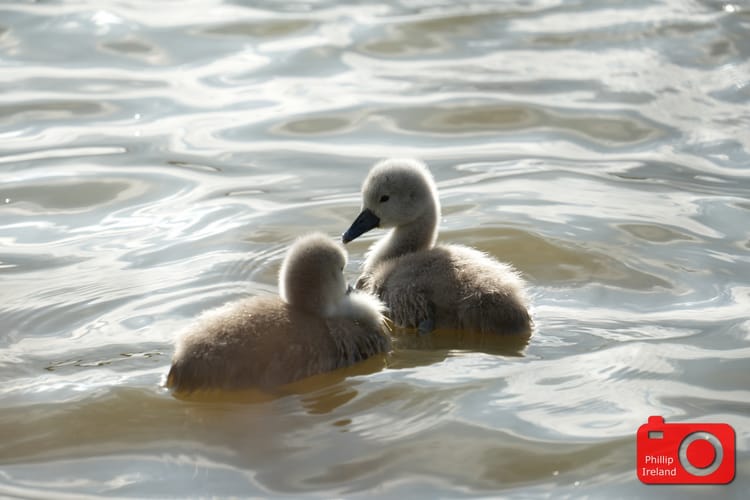 Swan Babies