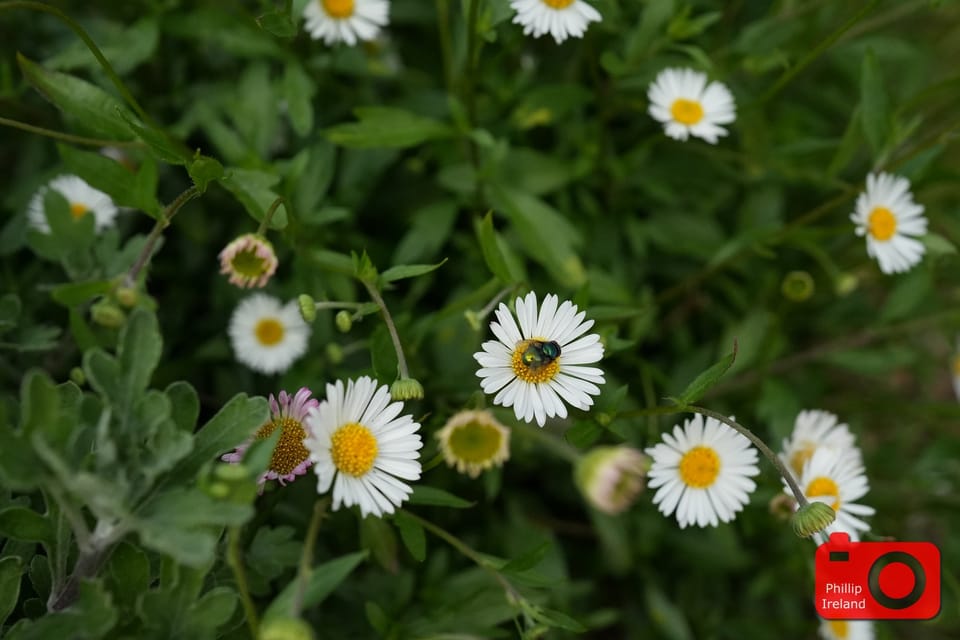 Duck Flowers