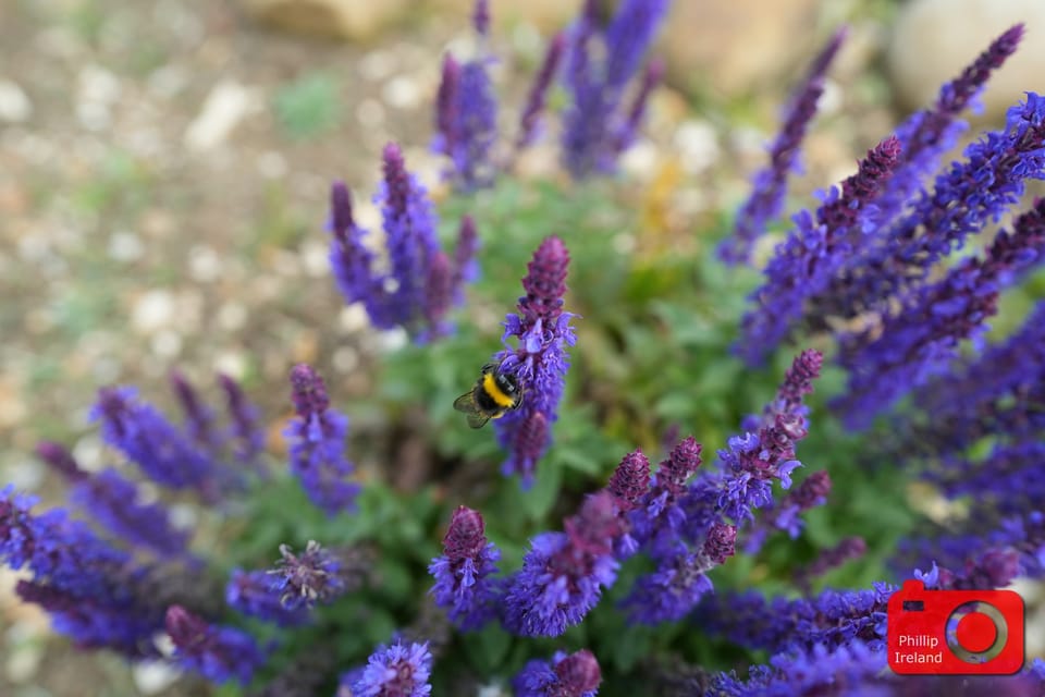 Flower Time