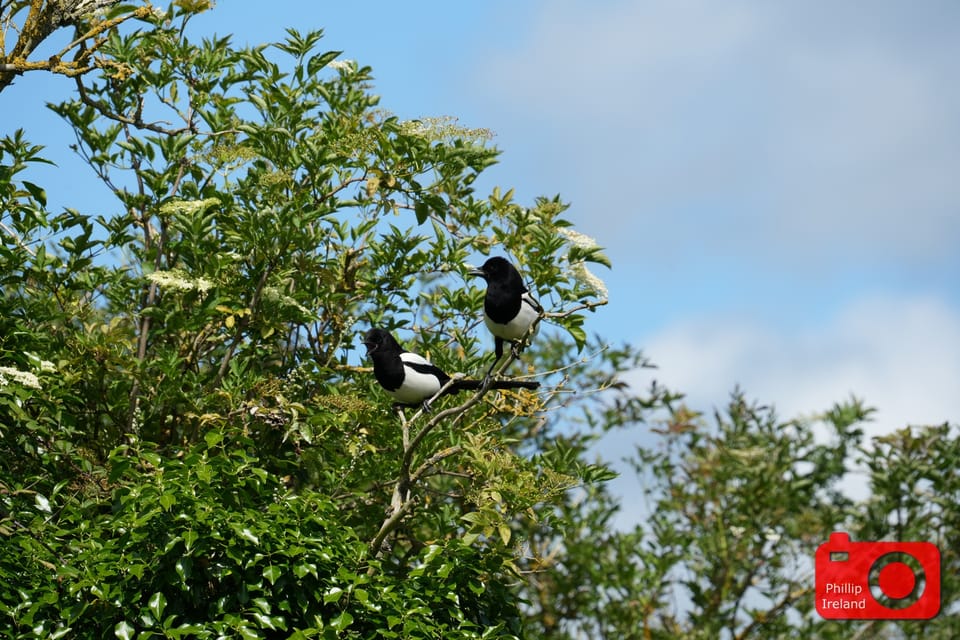 Magpies